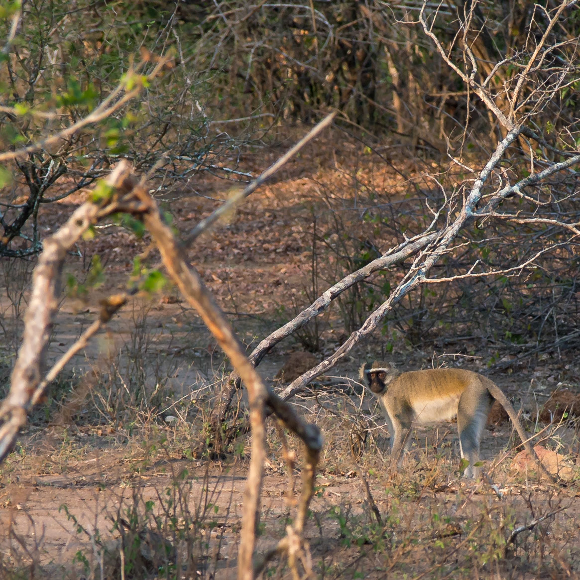 Majete Wildlife Reserve, Southern Region, Malawi [Aug 2016]