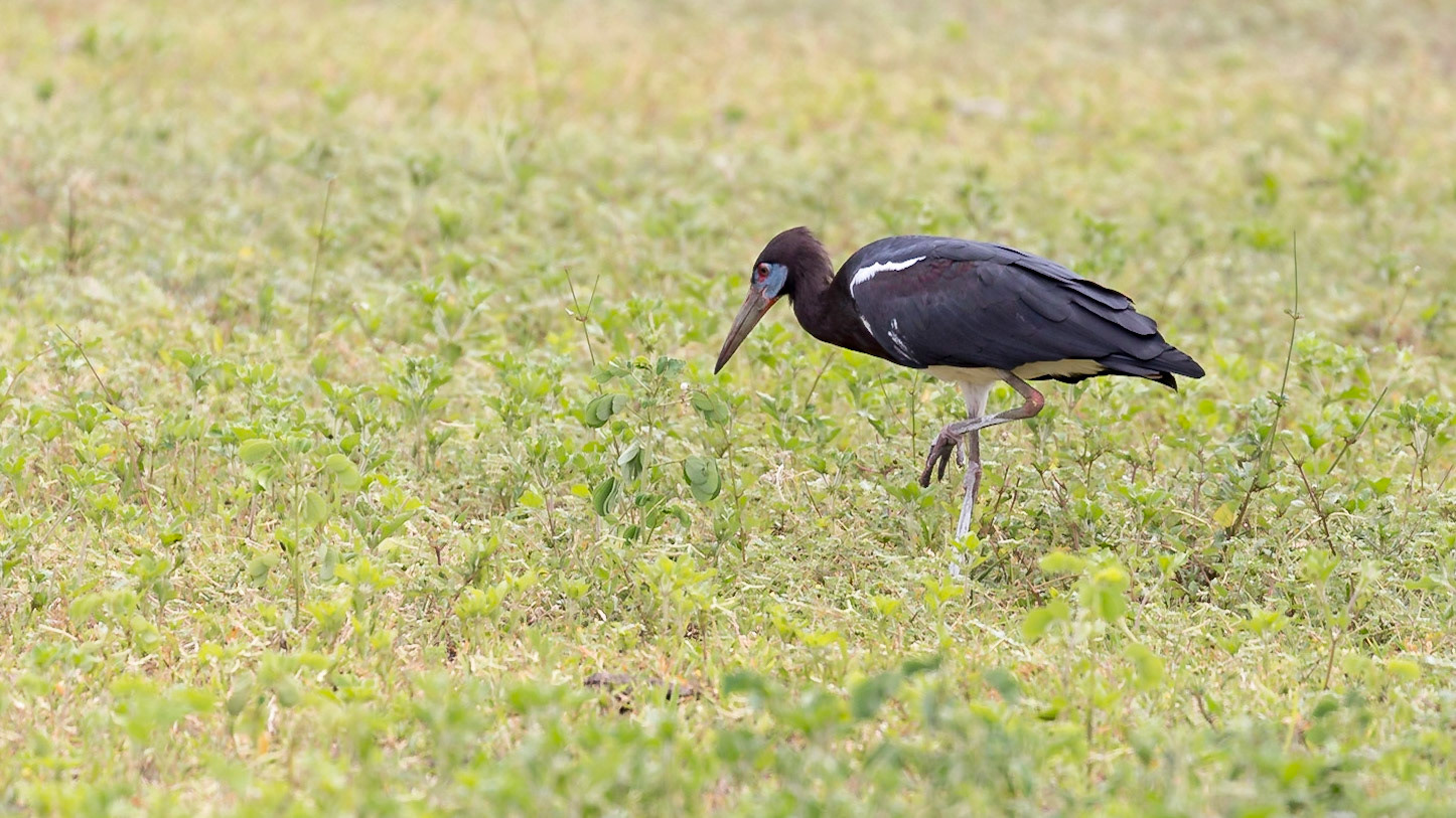, Manyara, Tanzania [Jan 2023]