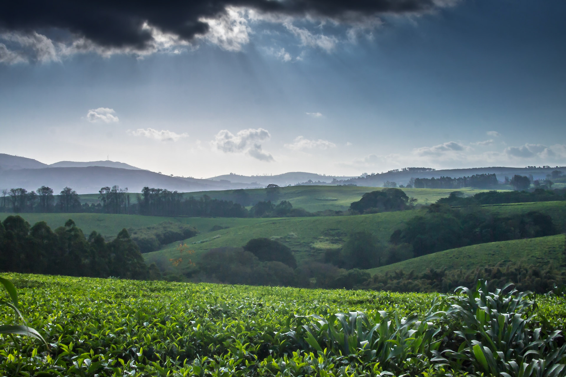 Thyolo, Southern Region, Malawi [Aug 2016]