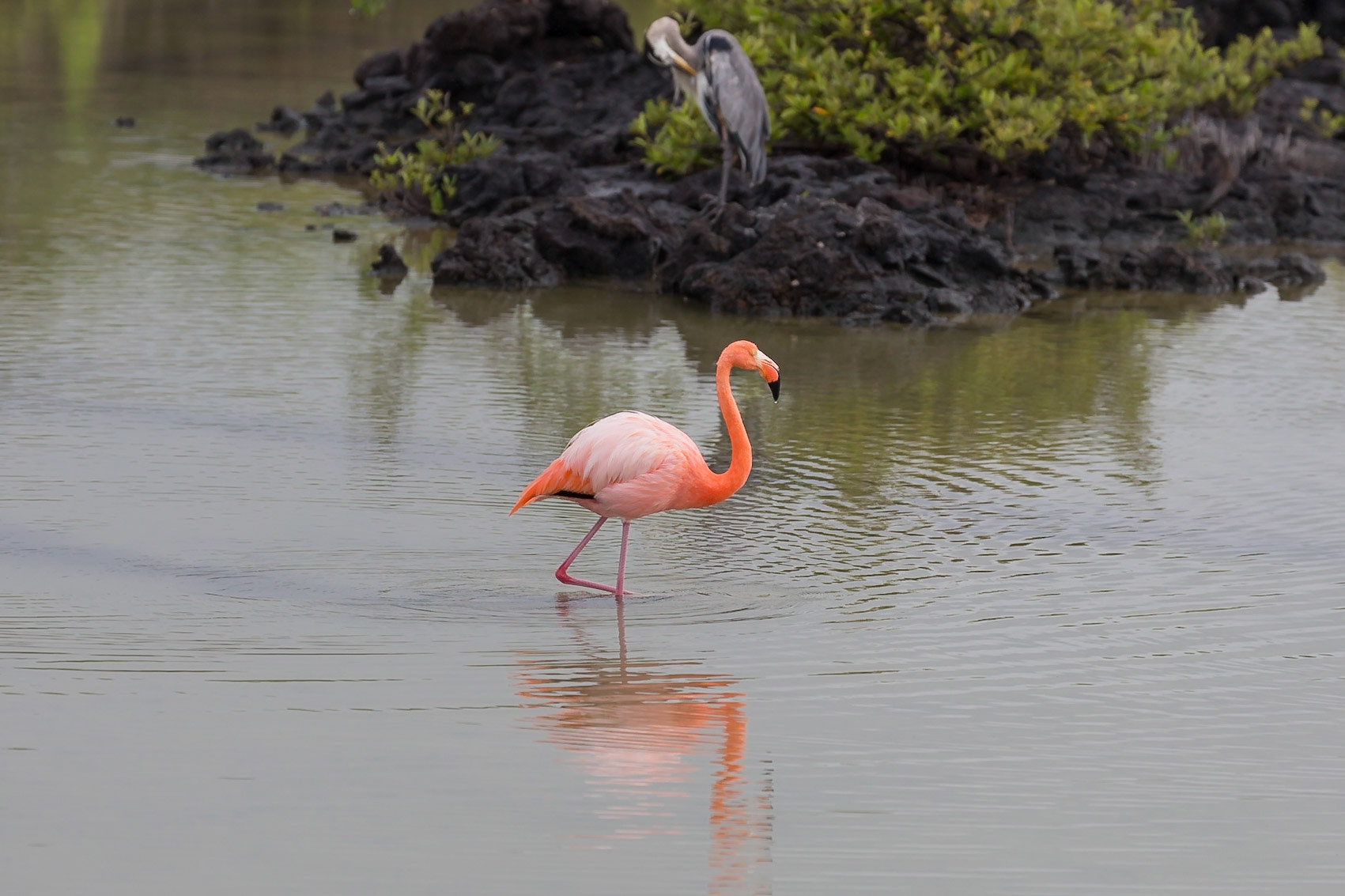 Santa Cruz Canton, Galápagos, Ecuador [Apr 2022]