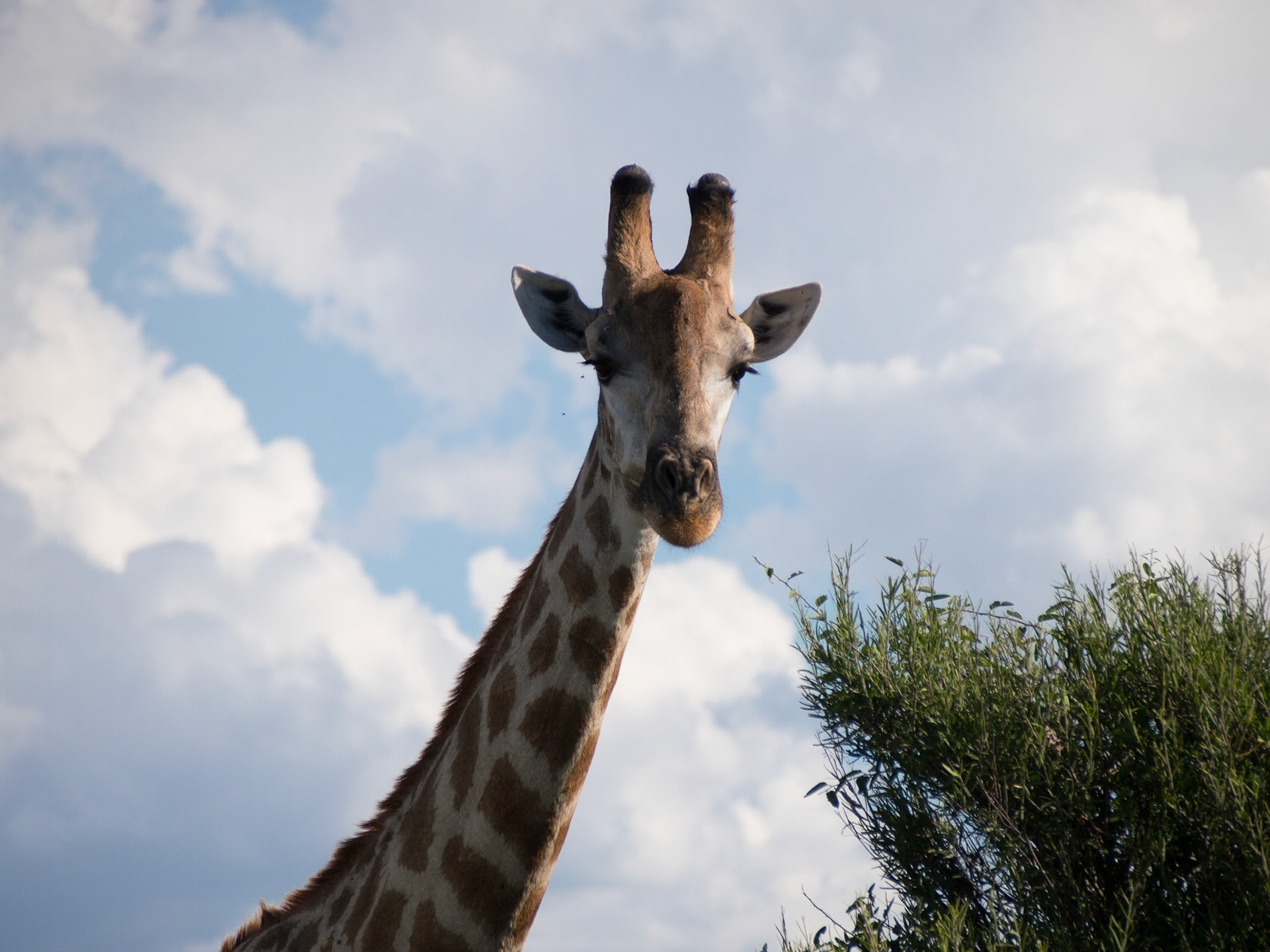 , North West, Botswana [Apr 2014]