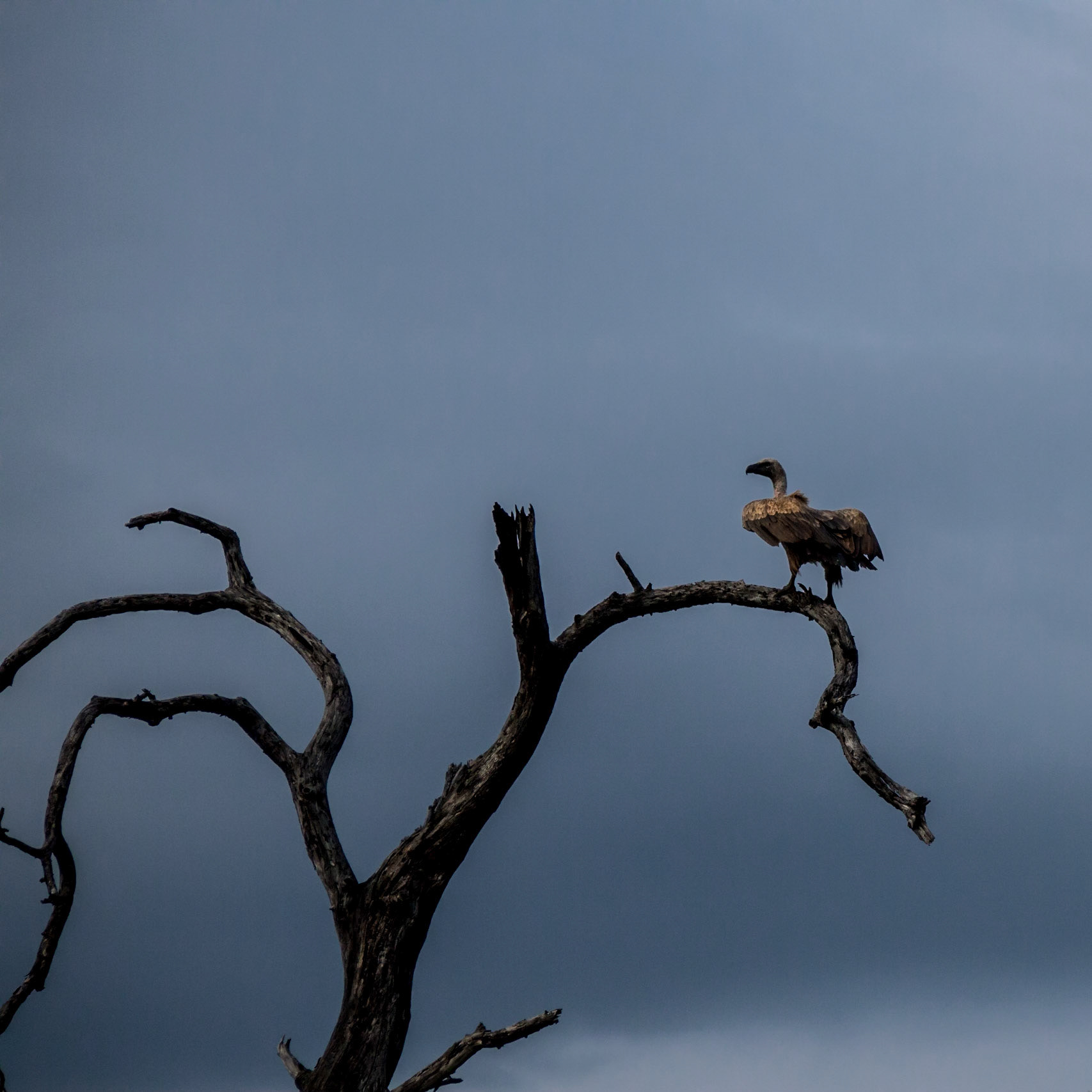 Makalali, Limpopo, South Africa [Mar 2016]