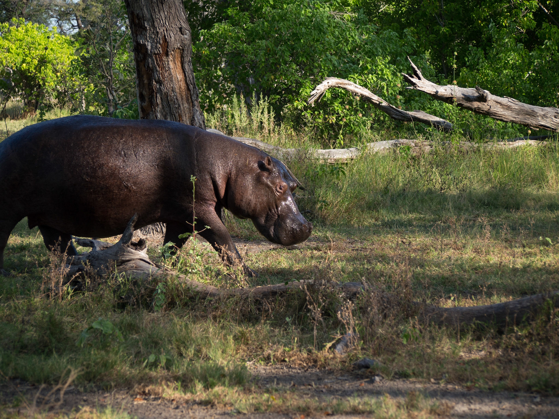 , North West, Botswana [Apr 2014]