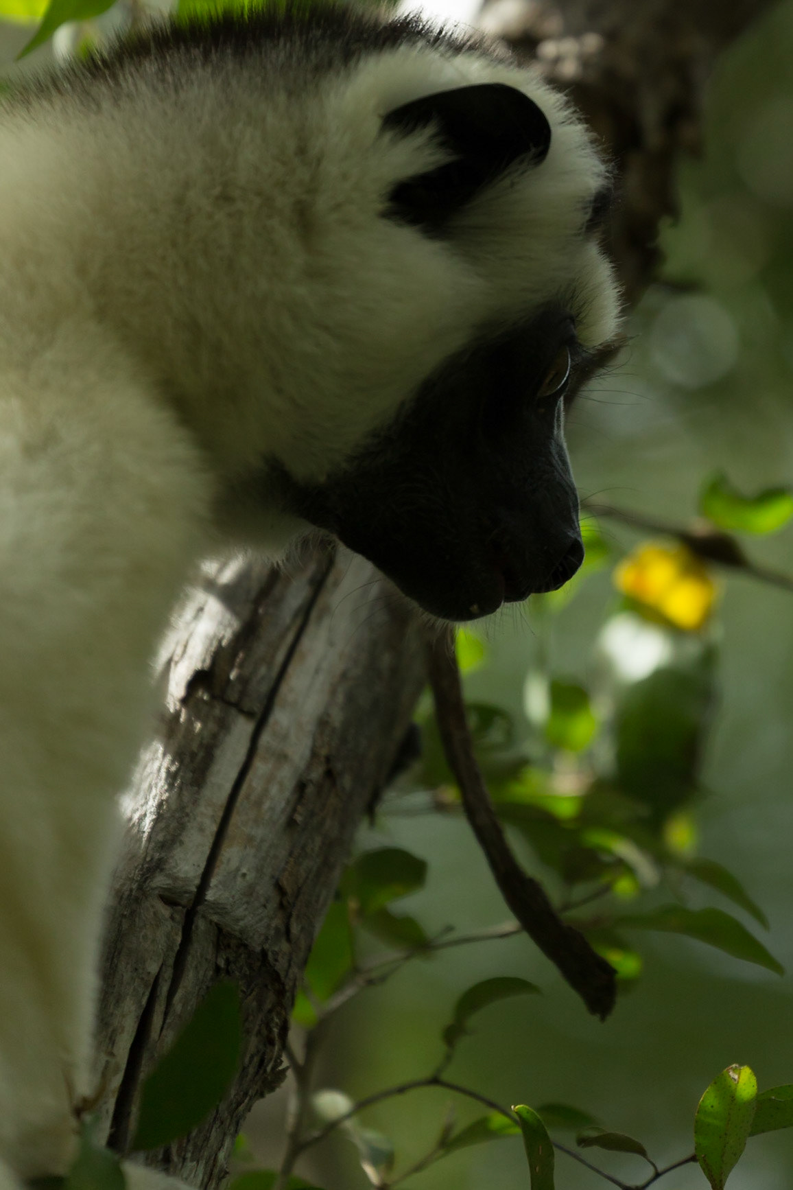 Kirindy, Toliara, Madagascar [Apr 2019]