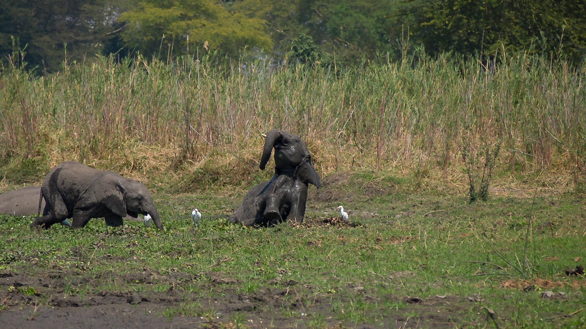 Liwonde, Southern Region, Malawi [Aug 2016]