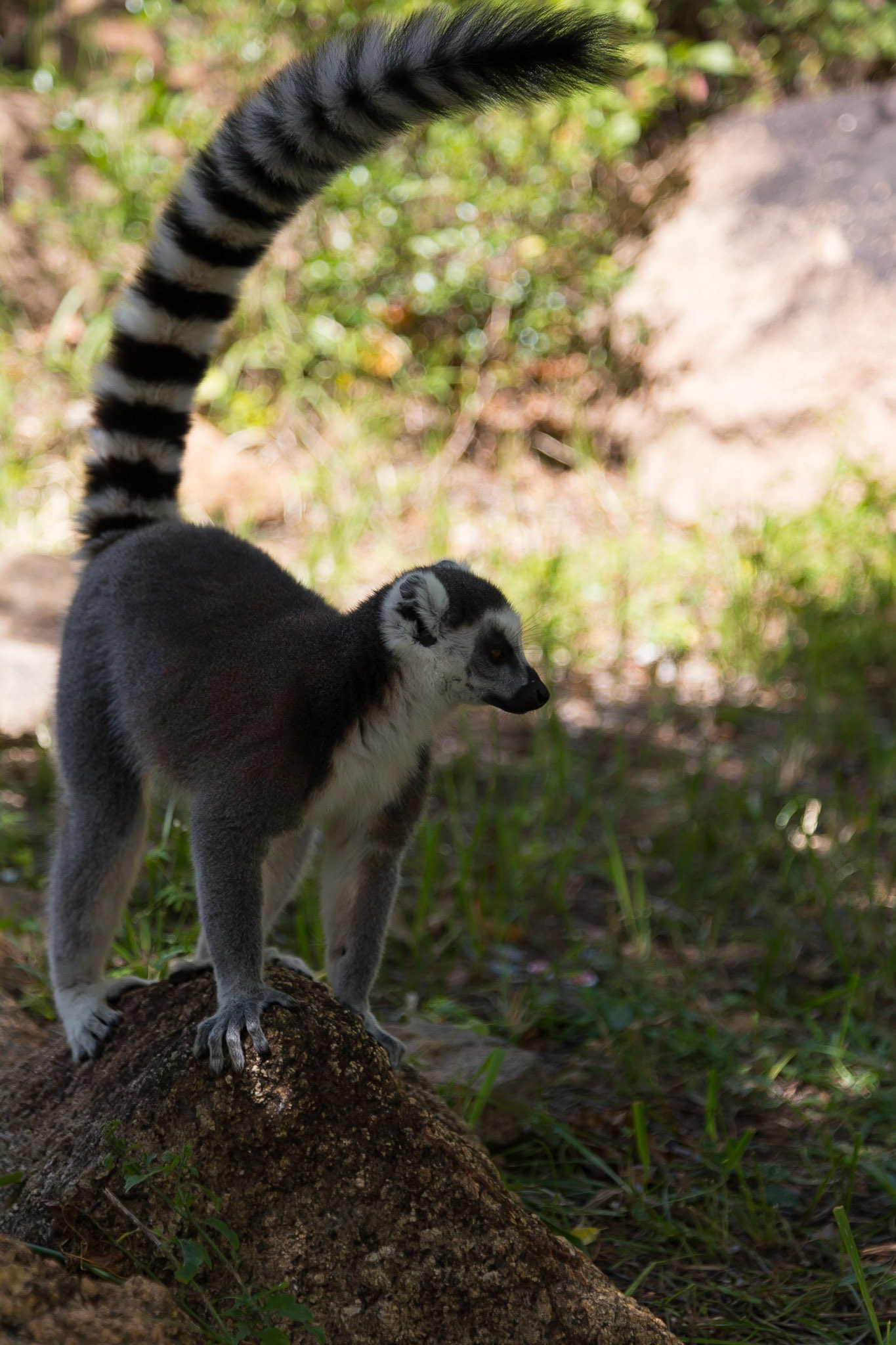 Anja Community Reserve, Haute Matsiatra, Madagascar [Apr 2019]