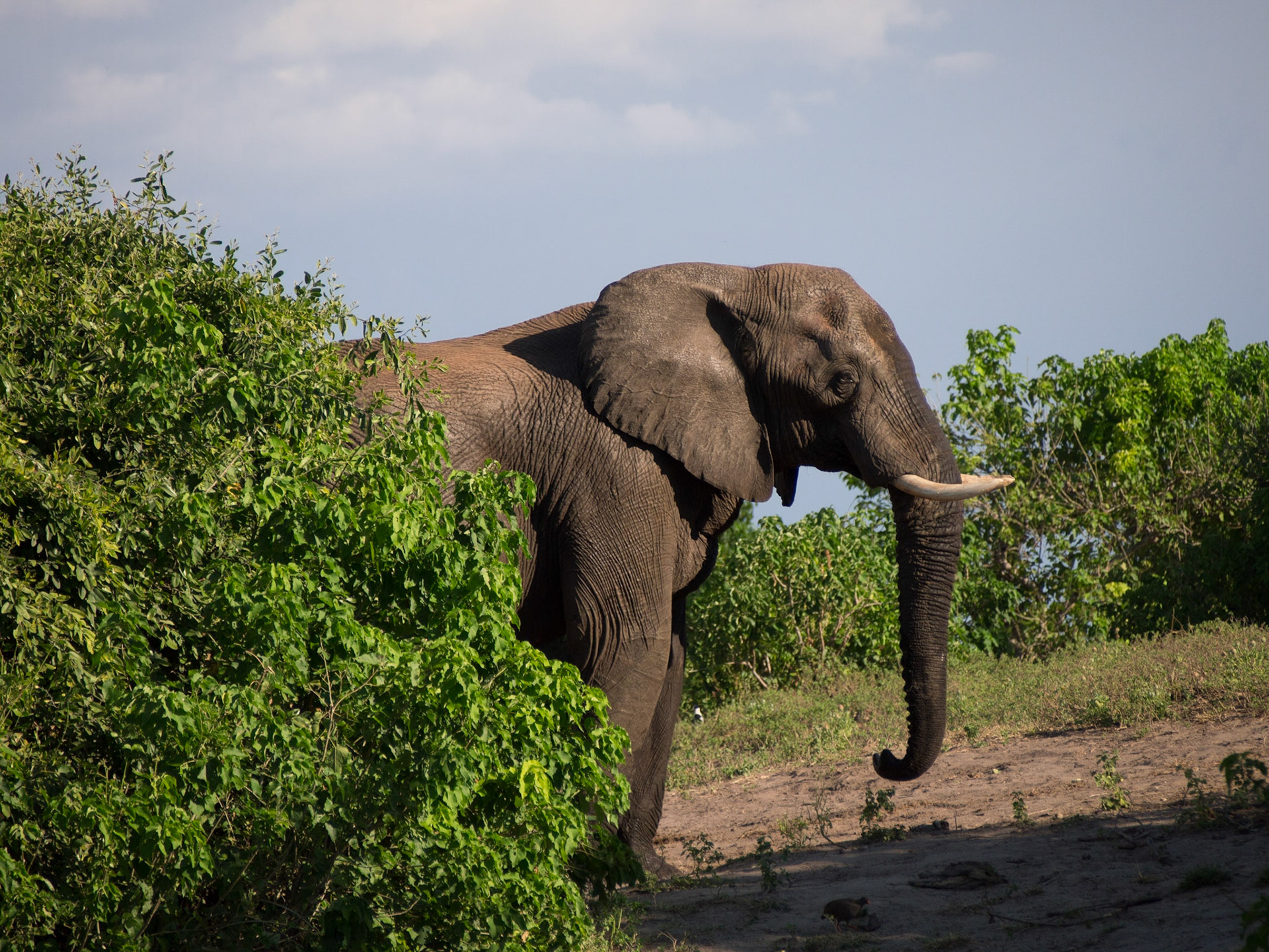 , North West, Botswana [Apr 2014]
