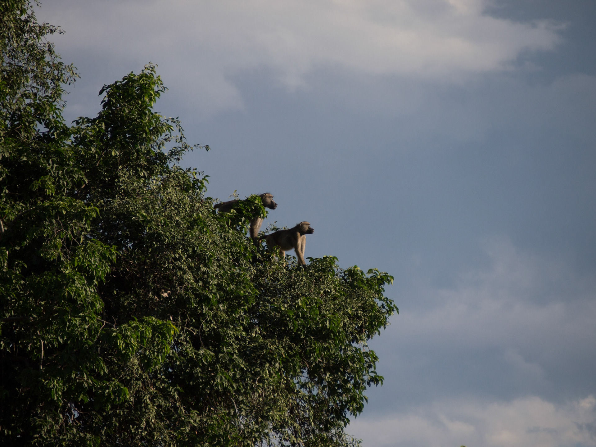 , North West, Botswana [Apr 2014]