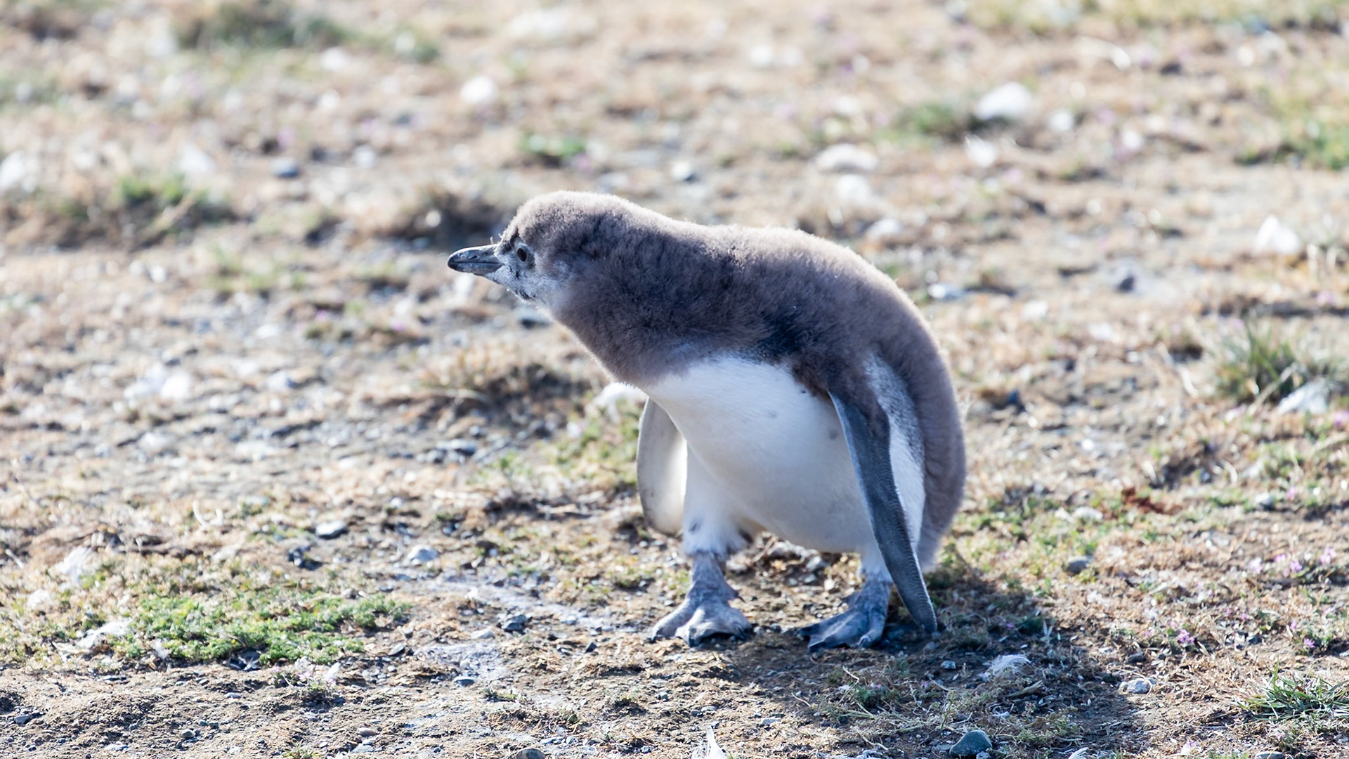 Punta Arenas, Magellan and the Chilean Antarctic, Chile [Jan 2024]