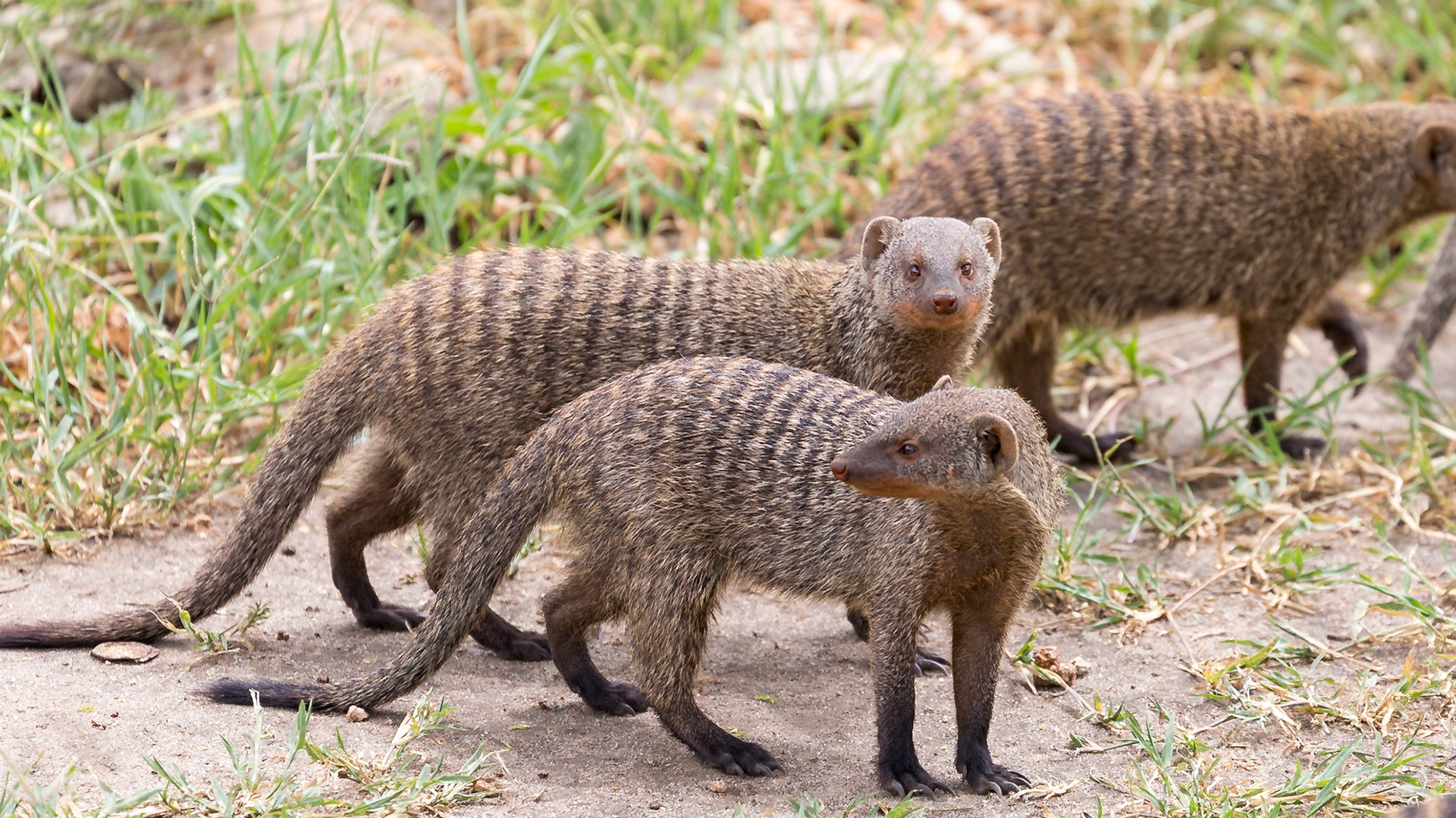 , Manyara, Tanzania [Jan 2023]