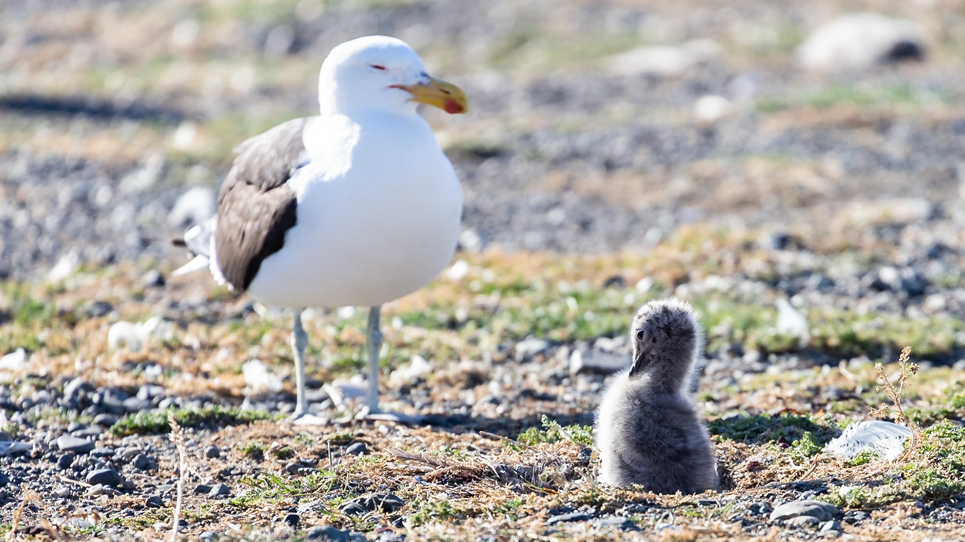Punta Arenas, Magellan and the Chilean Antarctic, Chile [Jan 2024]
