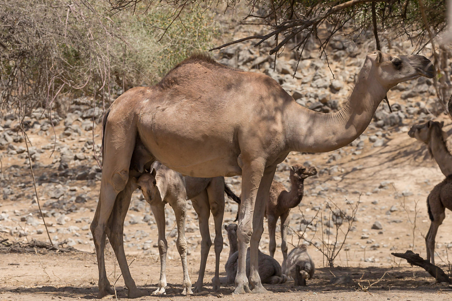 , Dhofar Governorate, Oman [Mar 2018]