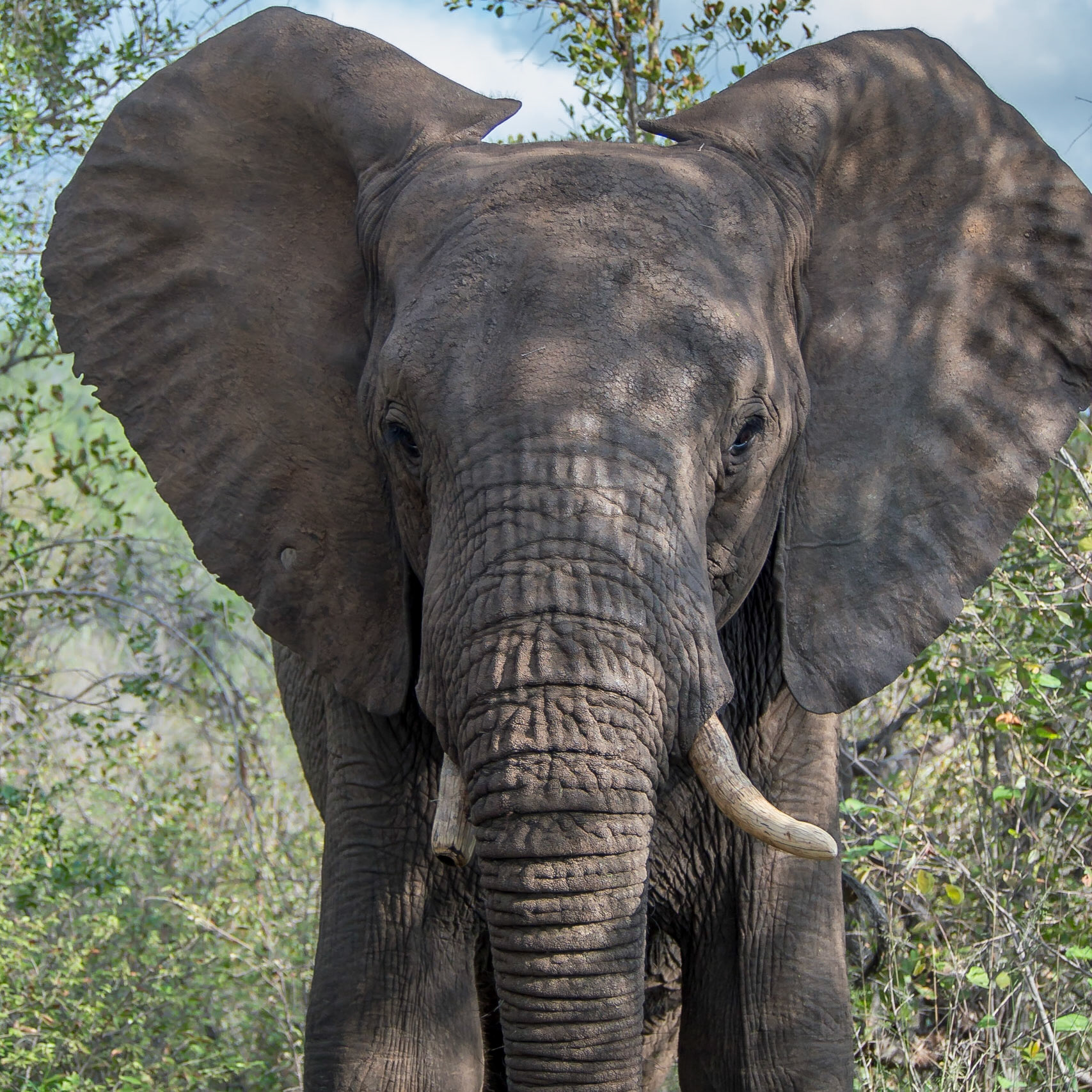 Makalali, Limpopo, South Africa [Mar 2016]