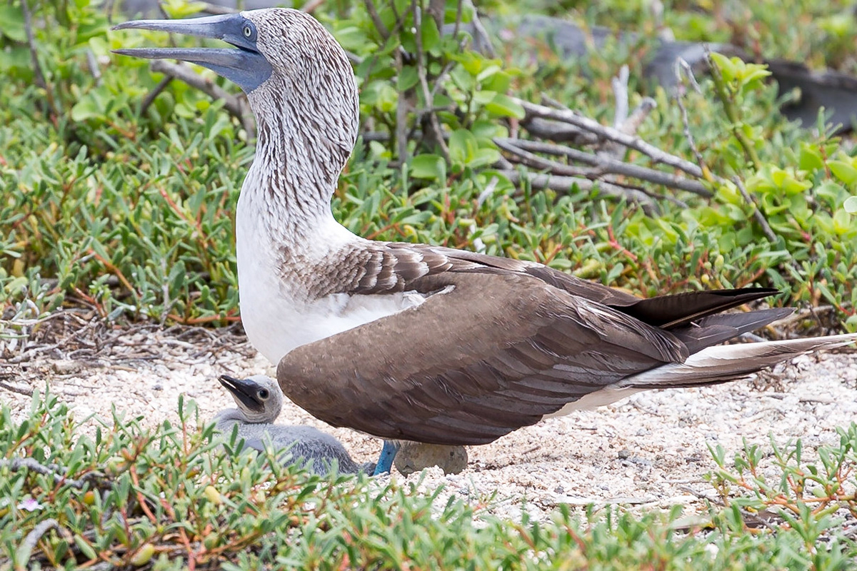 Santa Cruz Canton, Galápagos, Ecuador [Apr 2022]
