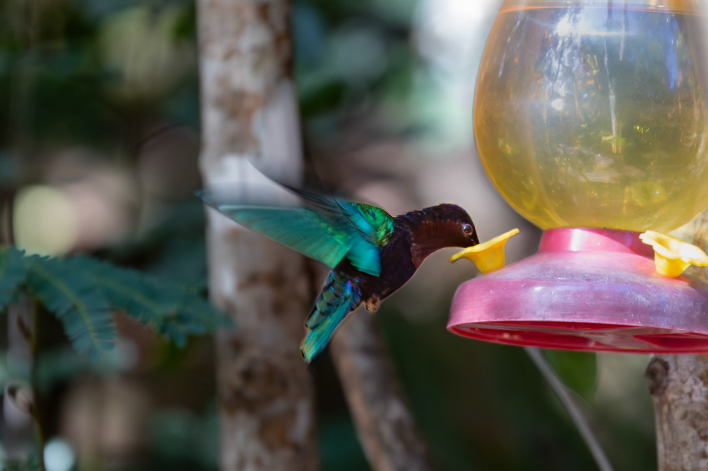 Jardin Botanique, Deshaies, Basse-Terre, Guadeloupe [Jan 2025]
