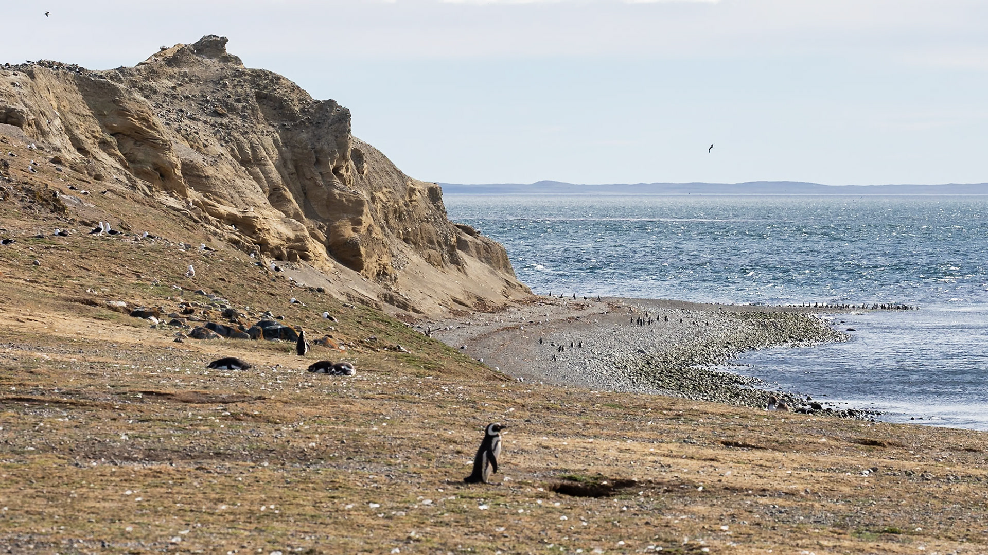 Punta Arenas, Magellan and the Chilean Antarctic, Chile [Jan 2024]