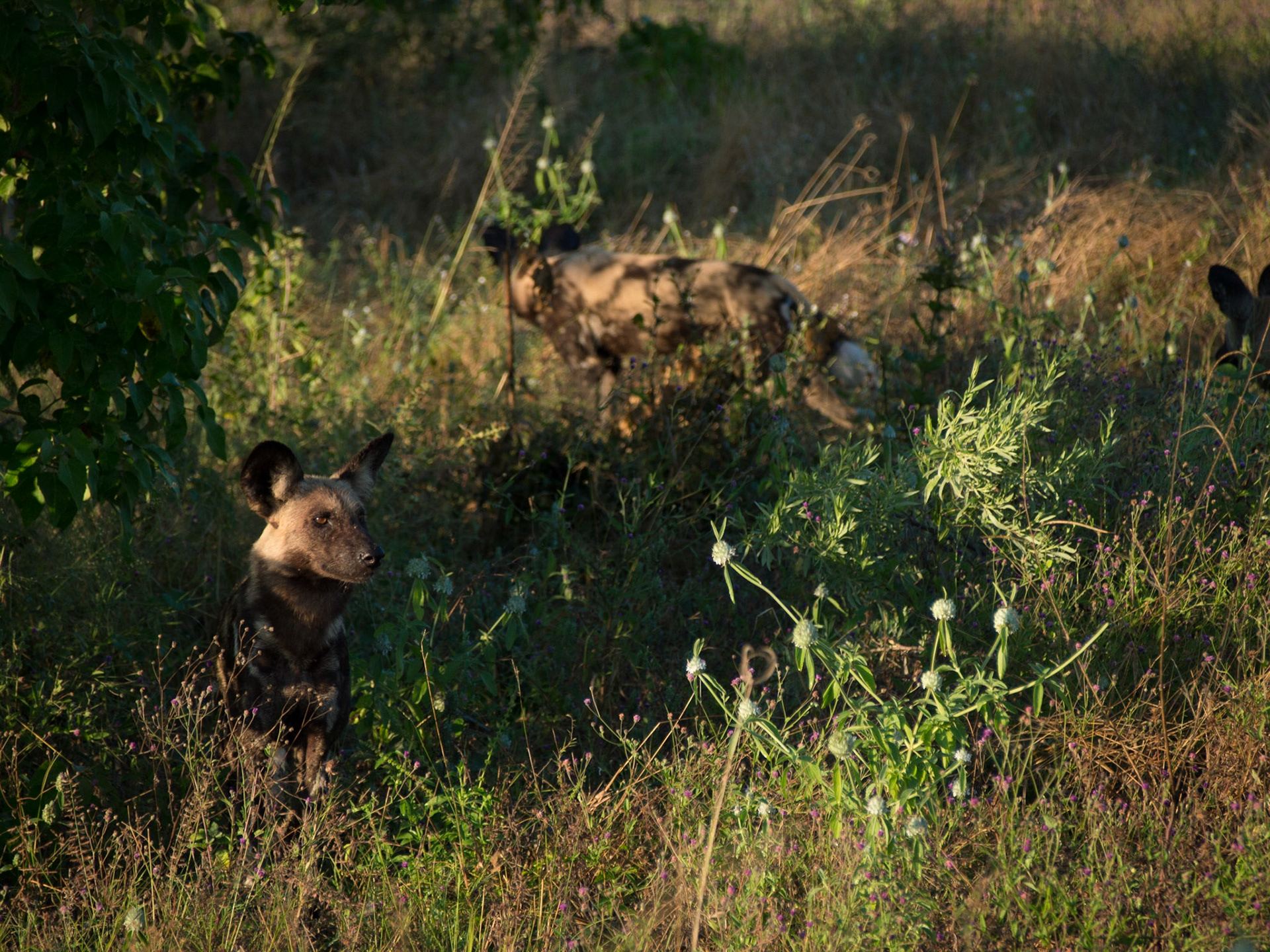 , North West, Botswana [Apr 2014]