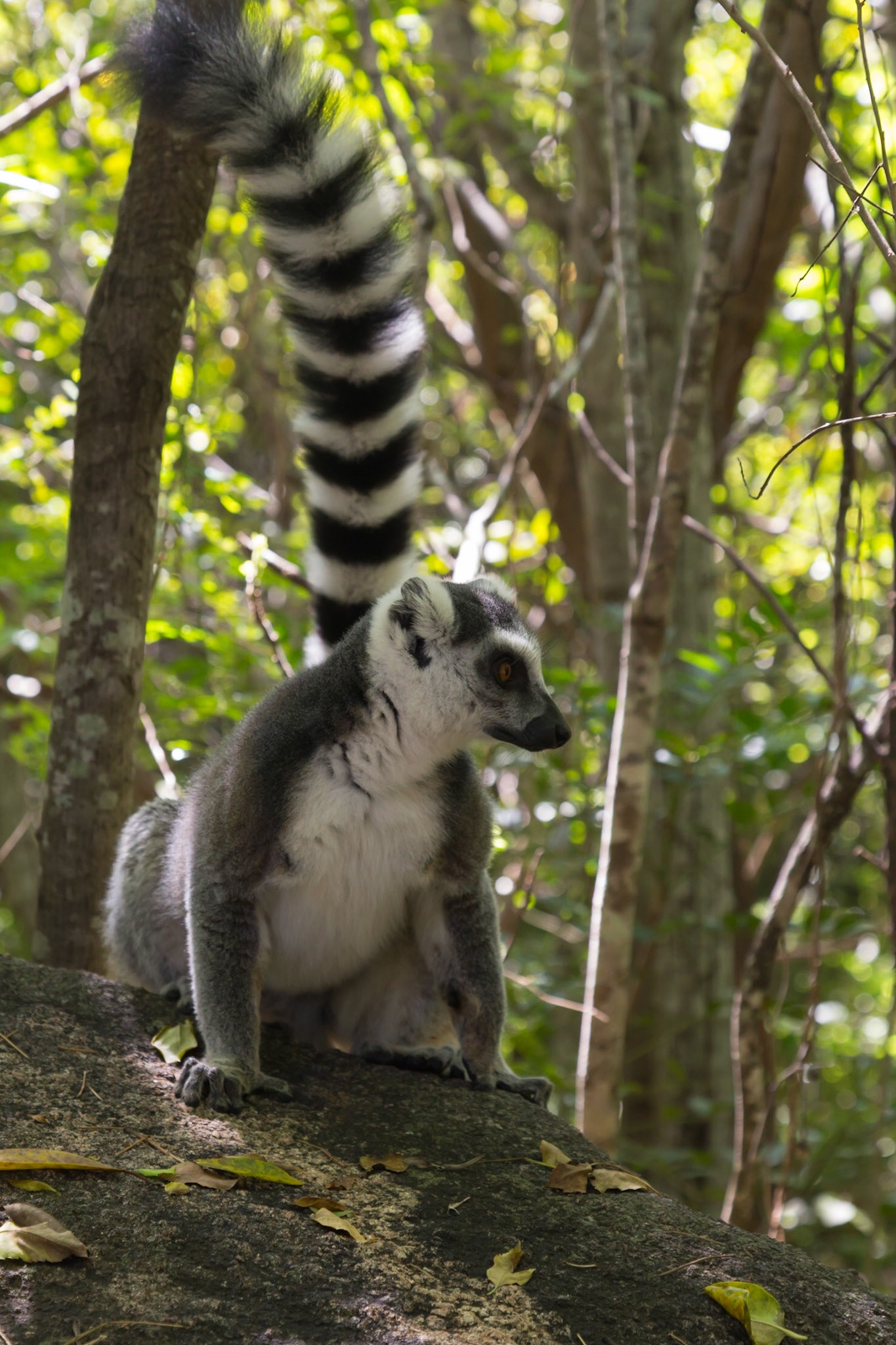Anja Community Reserve, Haute Matsiatra, Madagascar [Apr 2019]