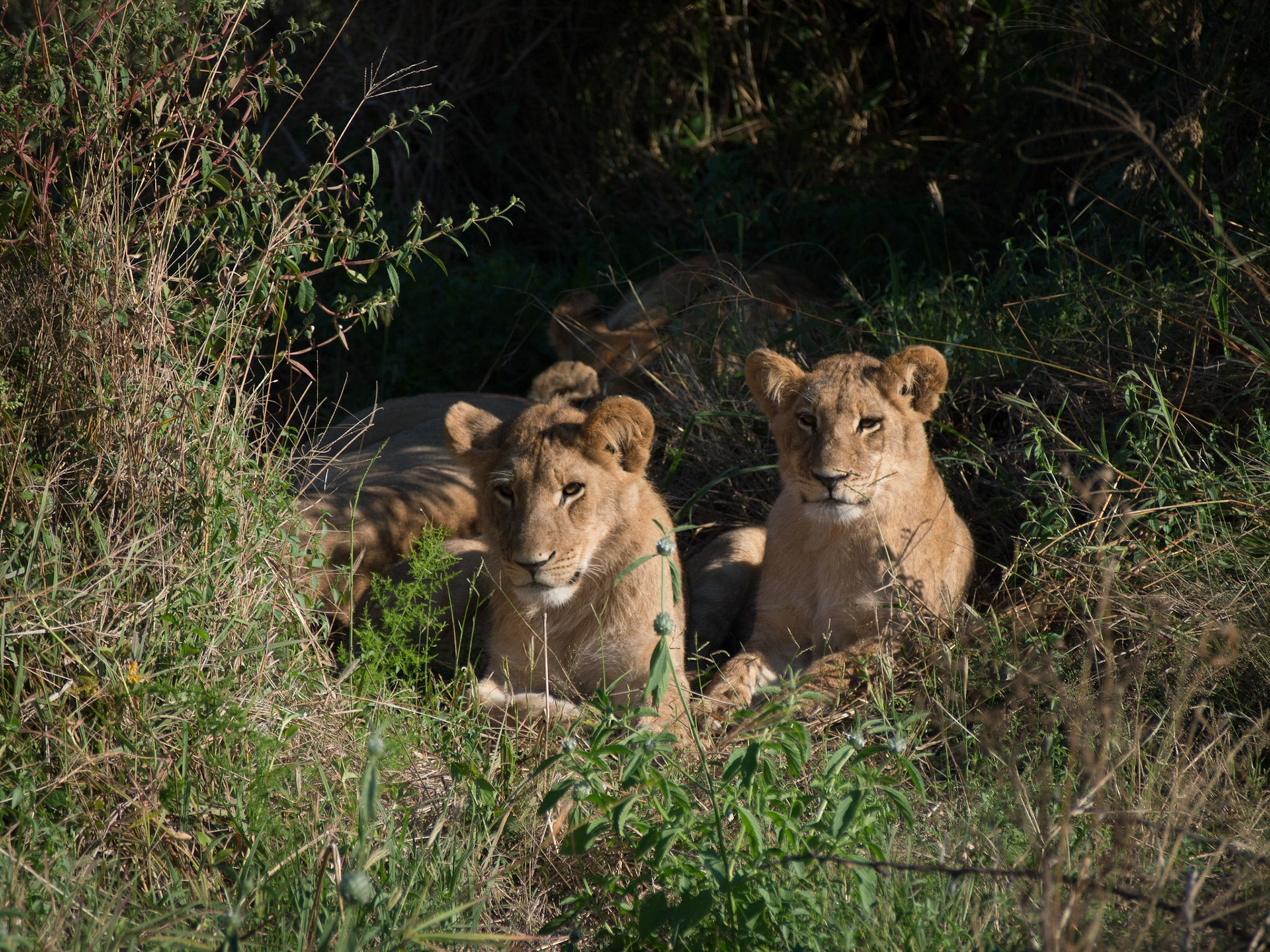 , North West, Botswana [Apr 2014]
