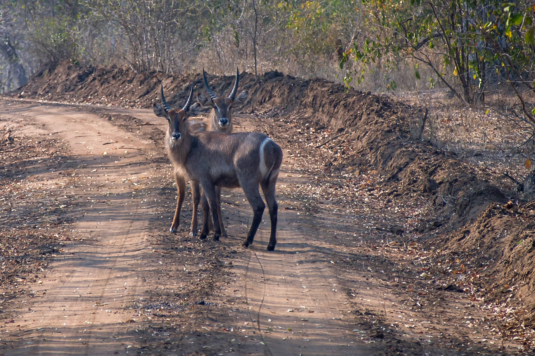 Majete Wildlife Reserve, Southern Region, Malawi [Aug 2016]