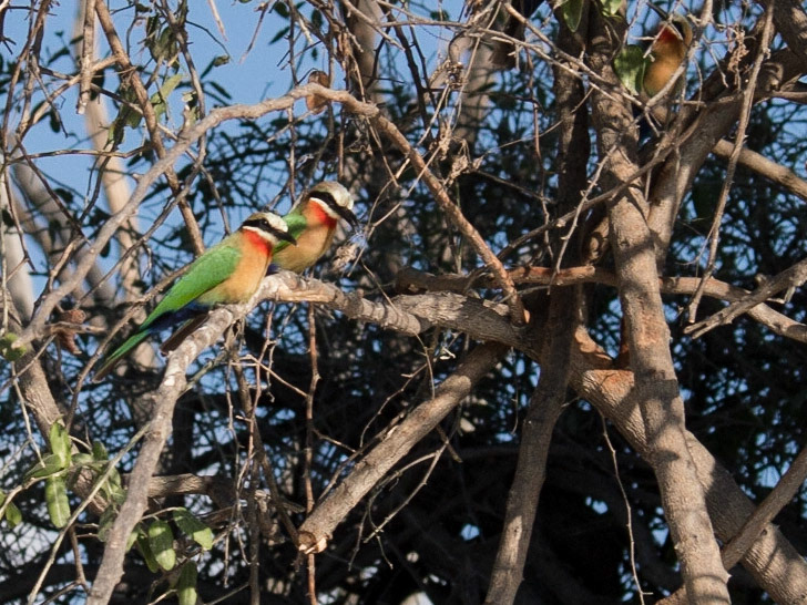 , North West, Botswana [Apr 2014]