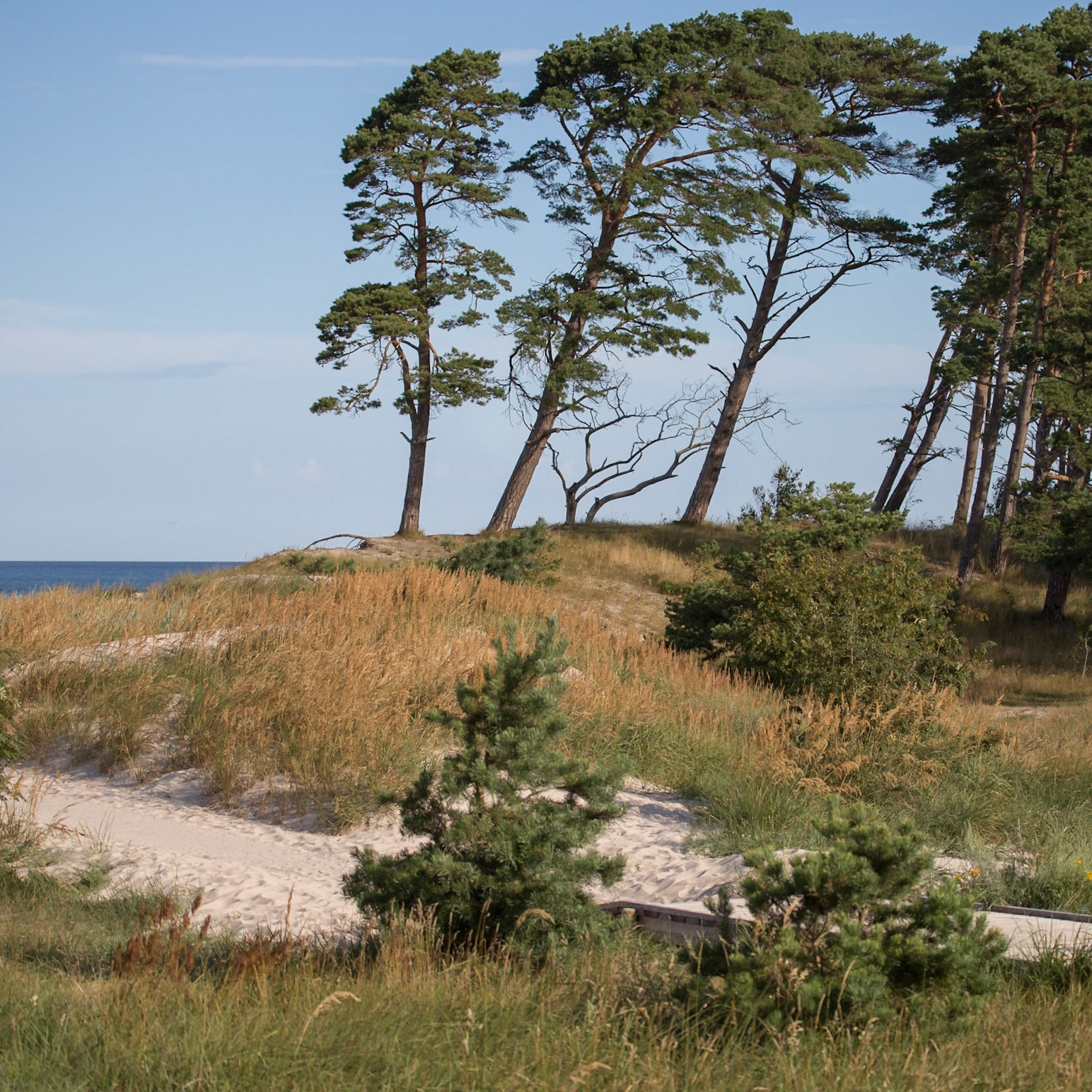 Nīca, South Kurzeme, Latvia [Aug 2020]