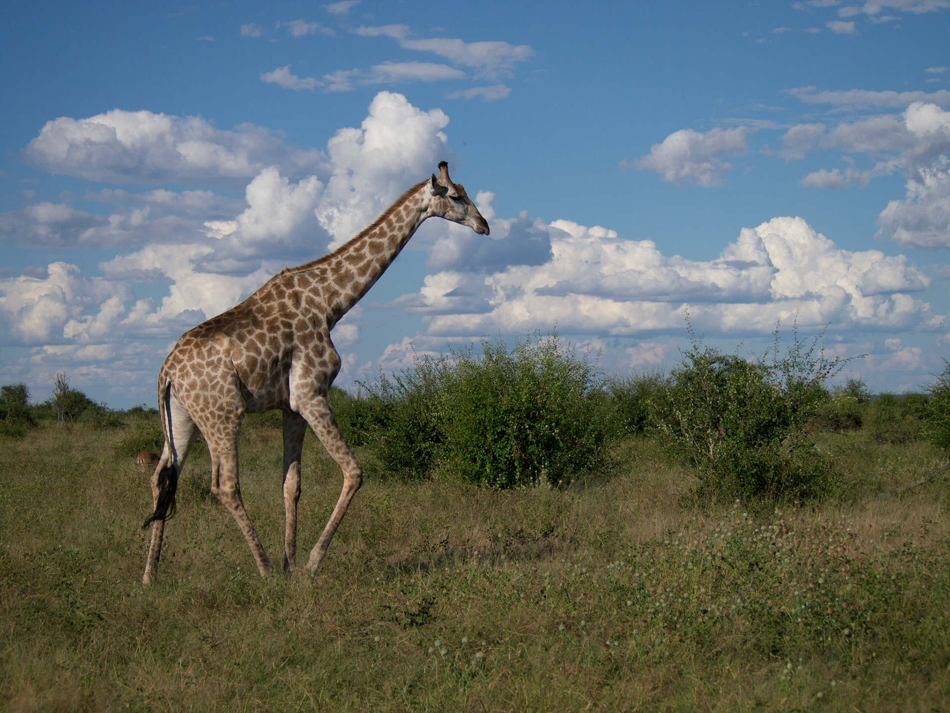 , North West, Botswana [Apr 2014]