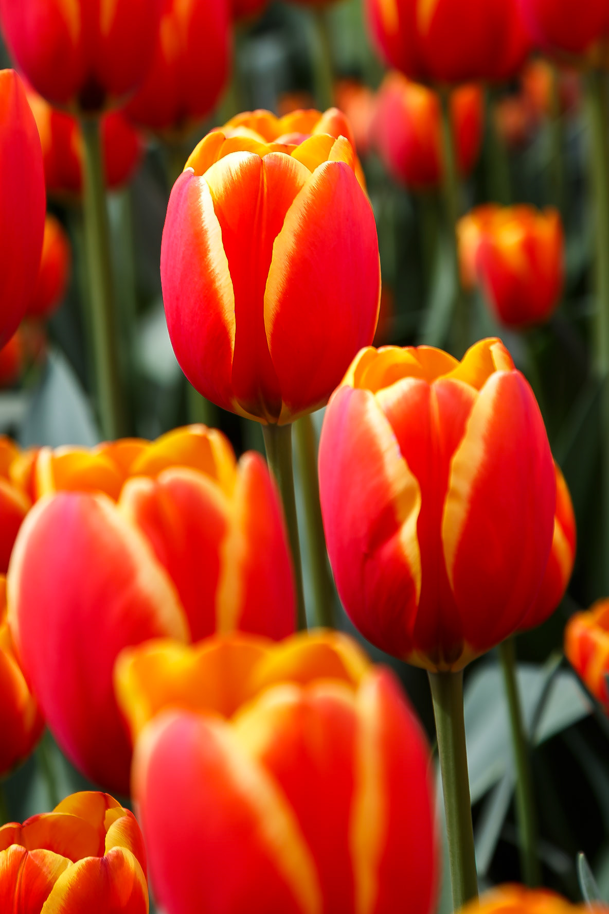 Lisse, South Holland, Netherlands [Apr 2025]