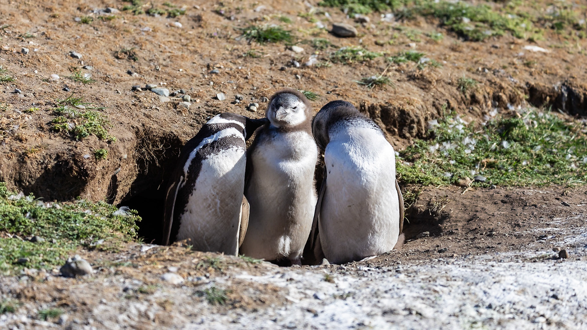 Punta Arenas, Magellan and the Chilean Antarctic, Chile [Jan 2024]