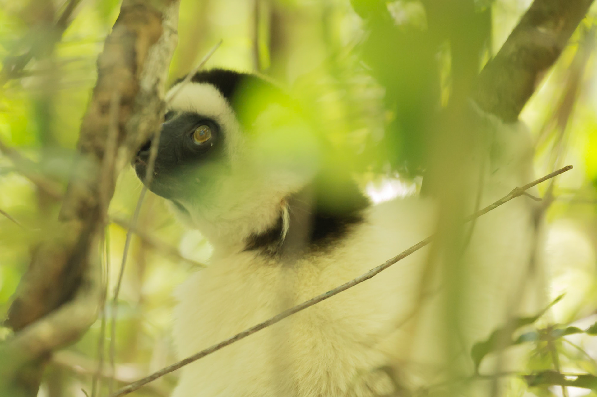 Namaza, Ranohira, Madagascar [Apr 2019]