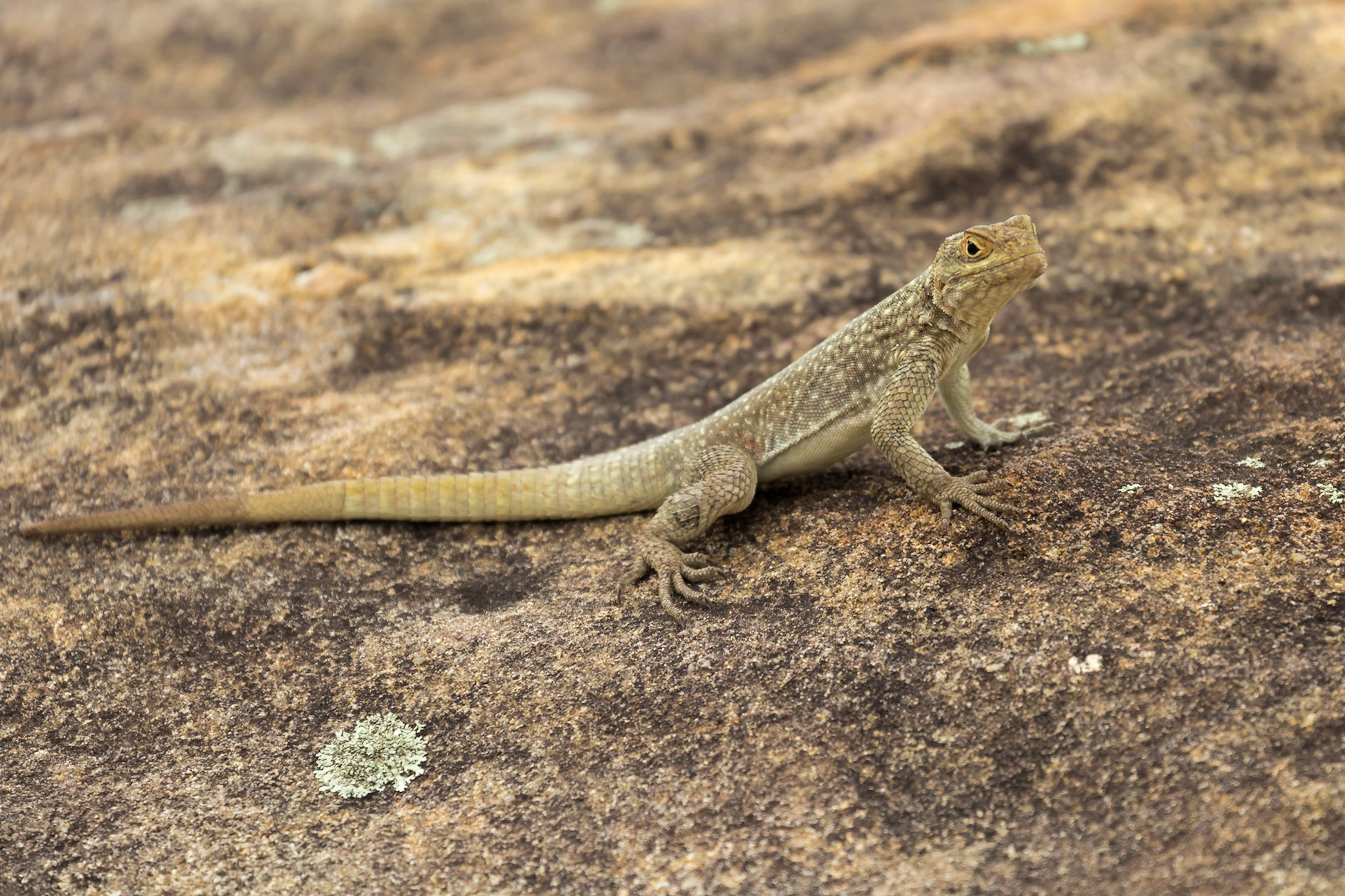 Isalo, Ihorombe, Madagascar [Apr 2019]