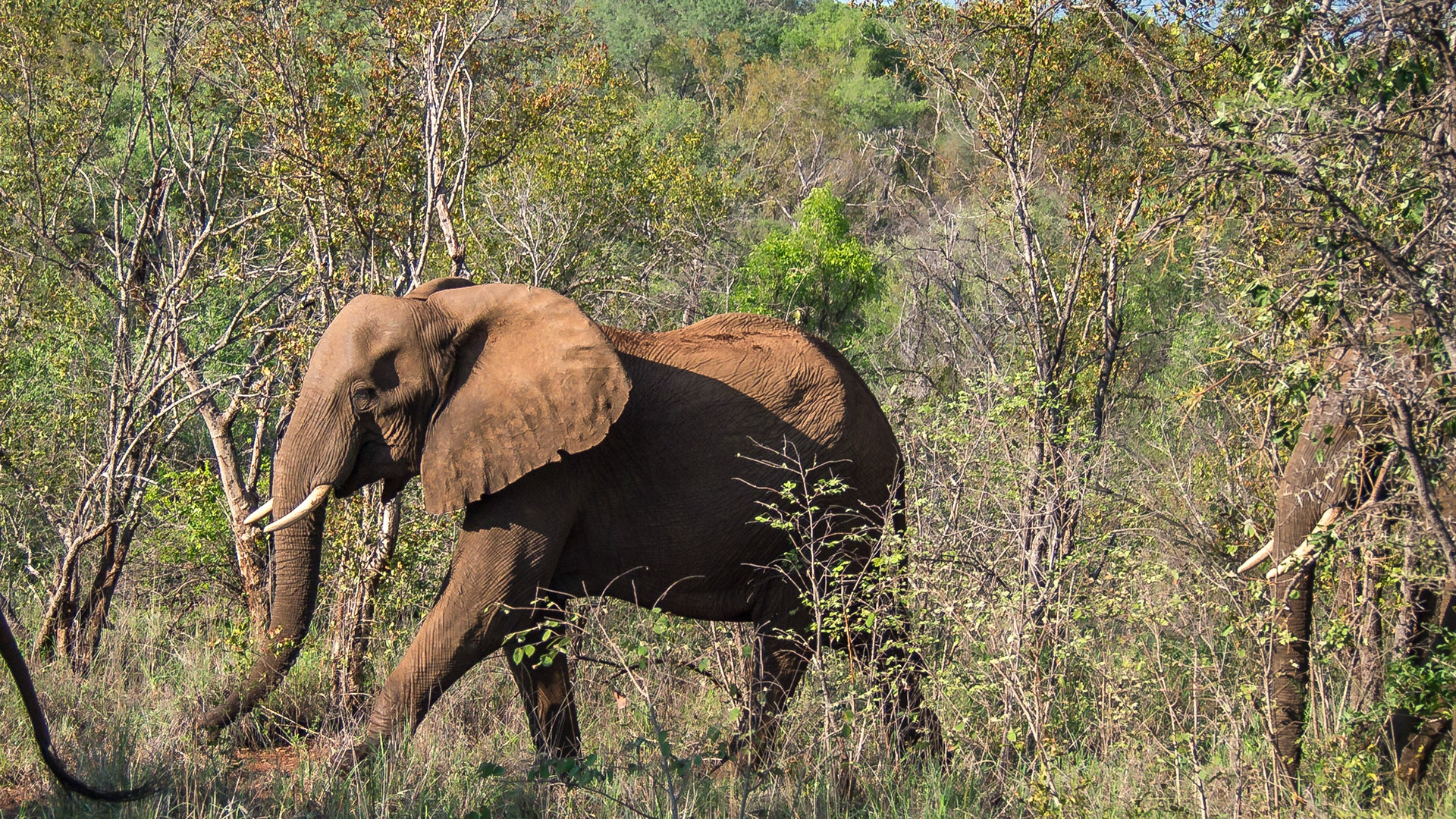 Makalali, Limpopo, South Africa [Mar 2016]