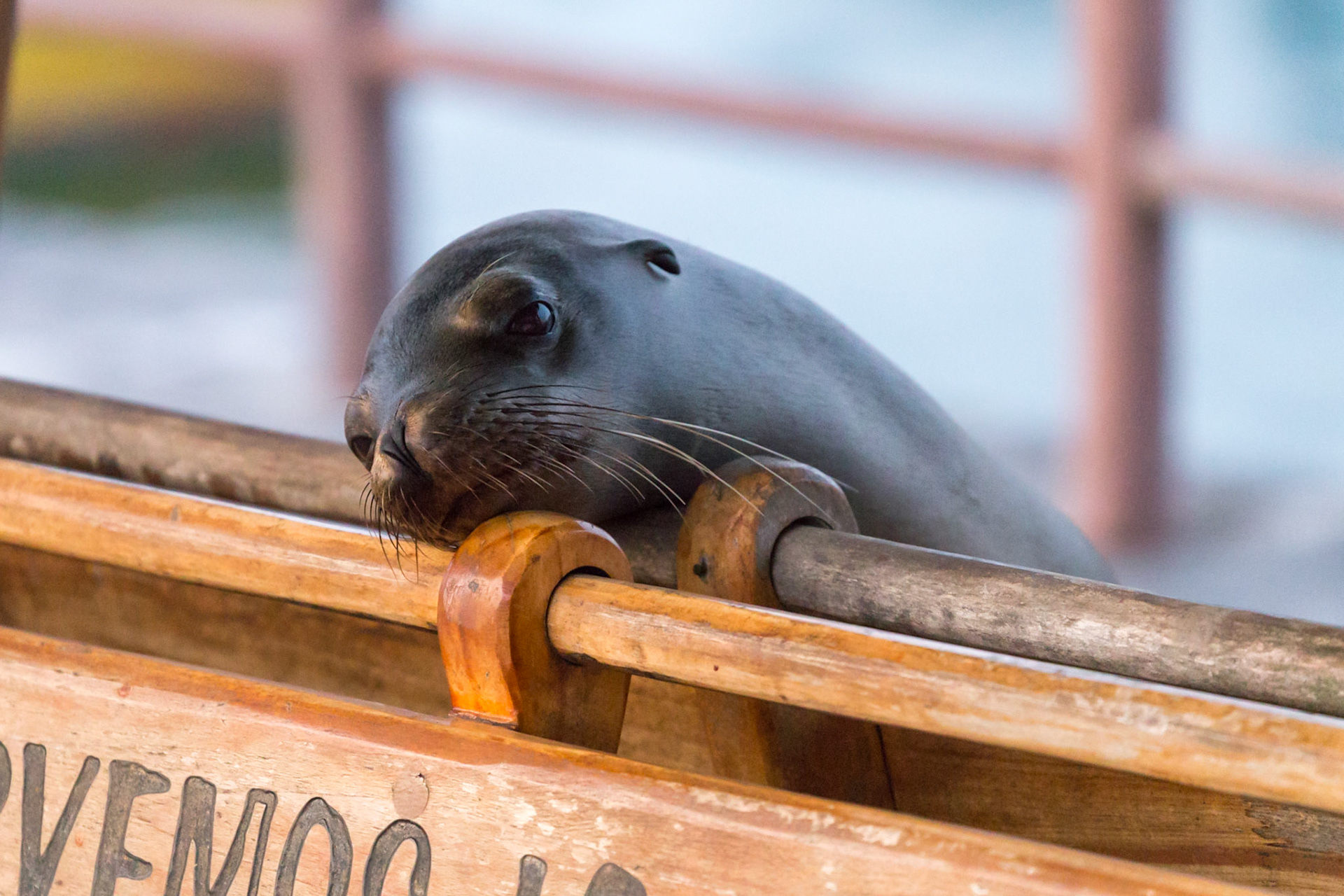 San Cristóbal Canton, Galápagos, Ecuador [Mar 2022]