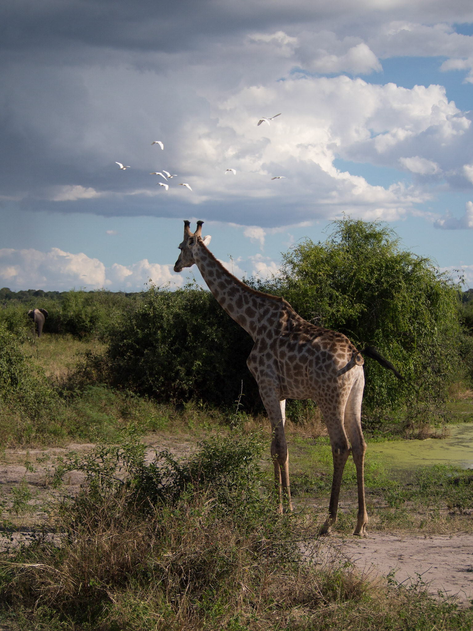 , North West, Botswana [Apr 2014]