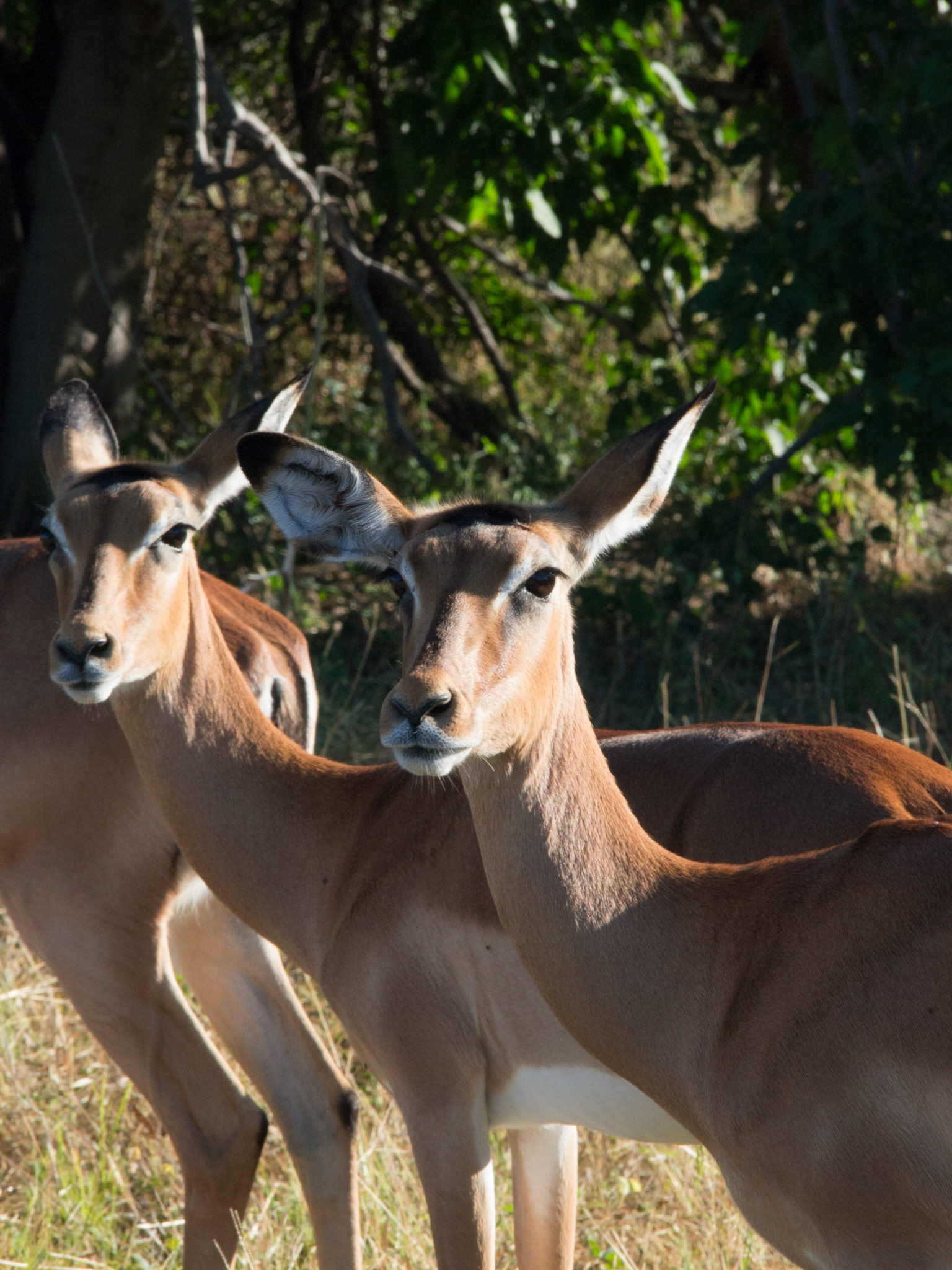 , North West, Botswana [Apr 2014]
