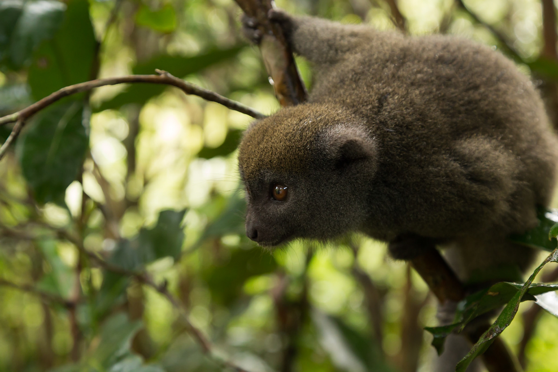 Vakona, Andasibe-Mantadia, Madagascar [Apr 2019]