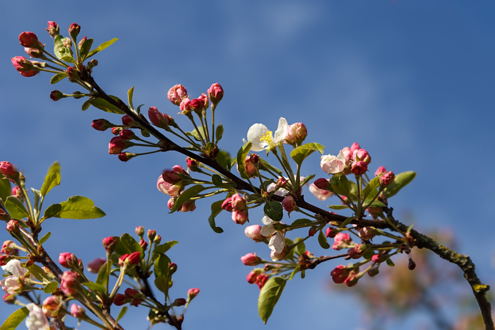 Lisse, South Holland, Netherlands [Apr 2025]