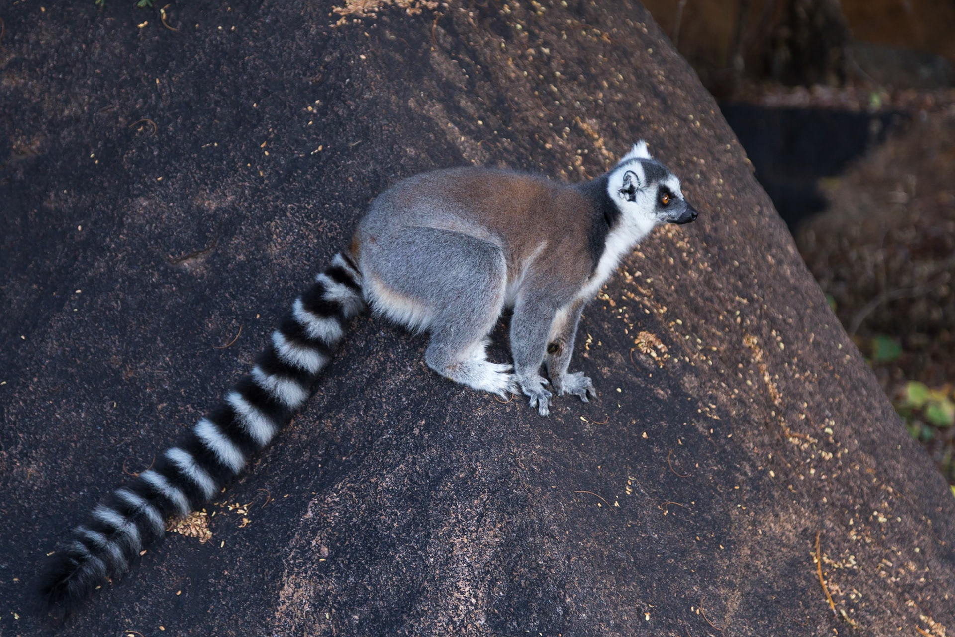 Camp Catta, Haute Matsiatra, Madagascar [Apr 2019]