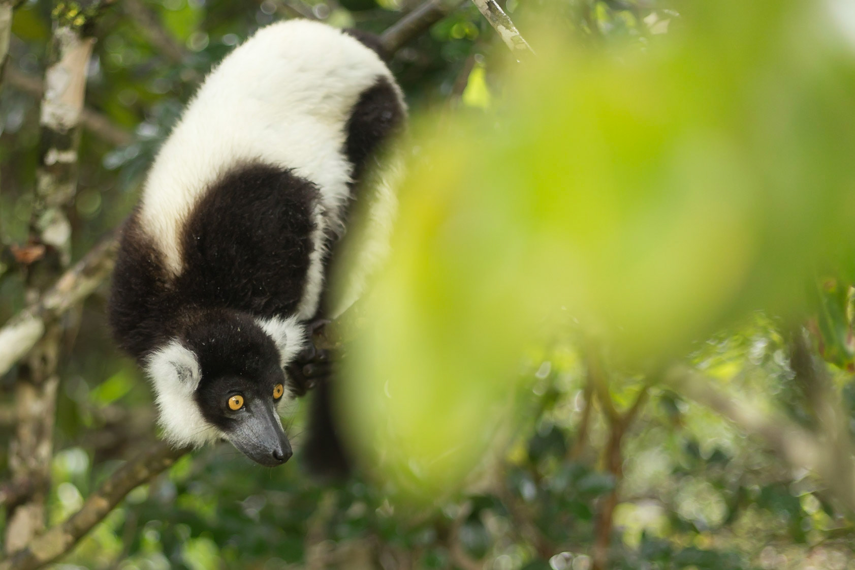 Vakona, Andasibe-Mantadia, Madagascar [Apr 2019]