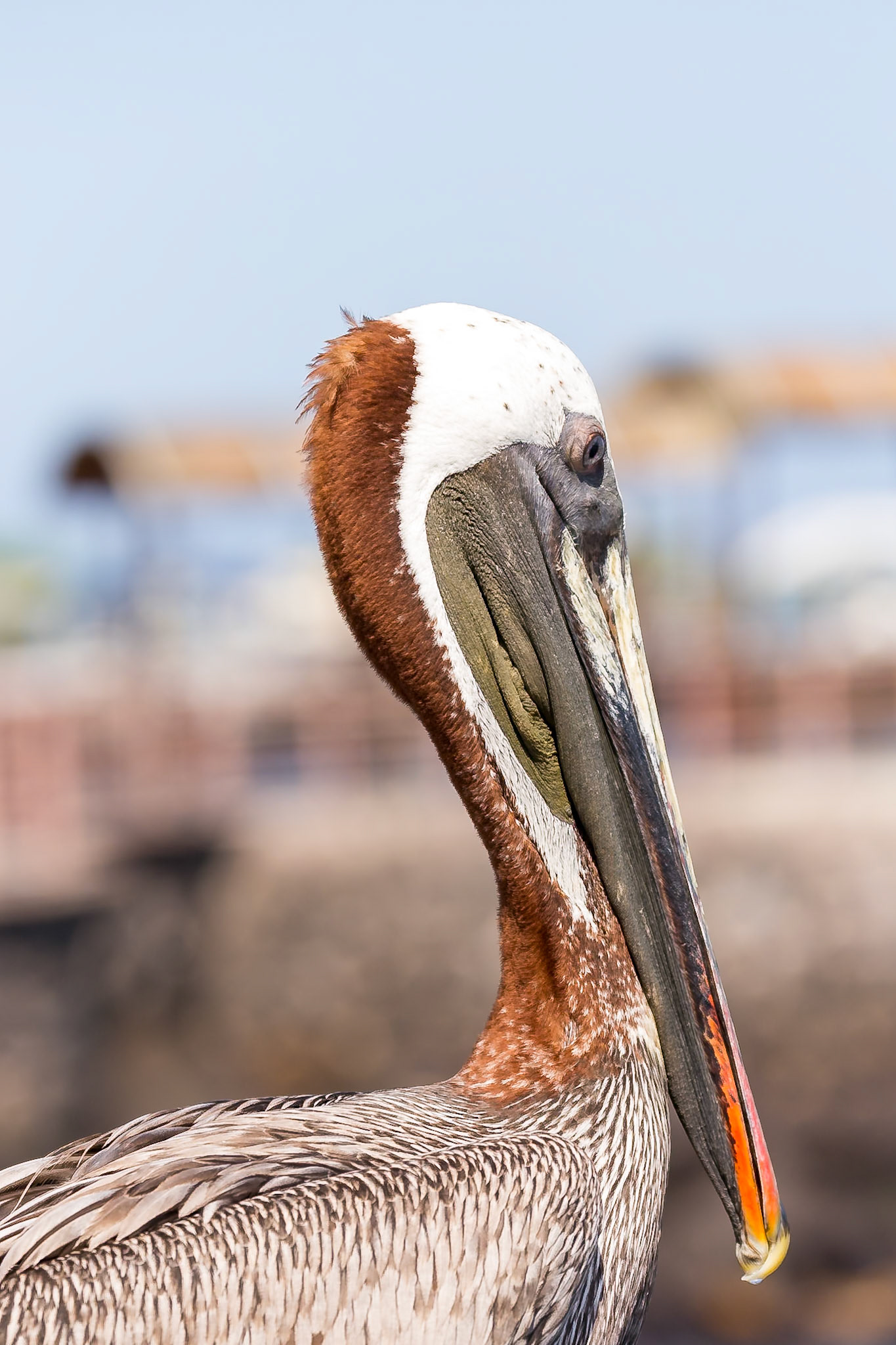 San Cristóbal Canton, Galápagos, Ecuador [Mar 2022]