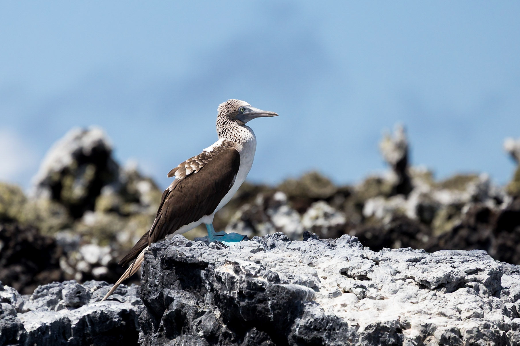 Isabela Canton, Galápagos, Ecuador [Apr 2022]