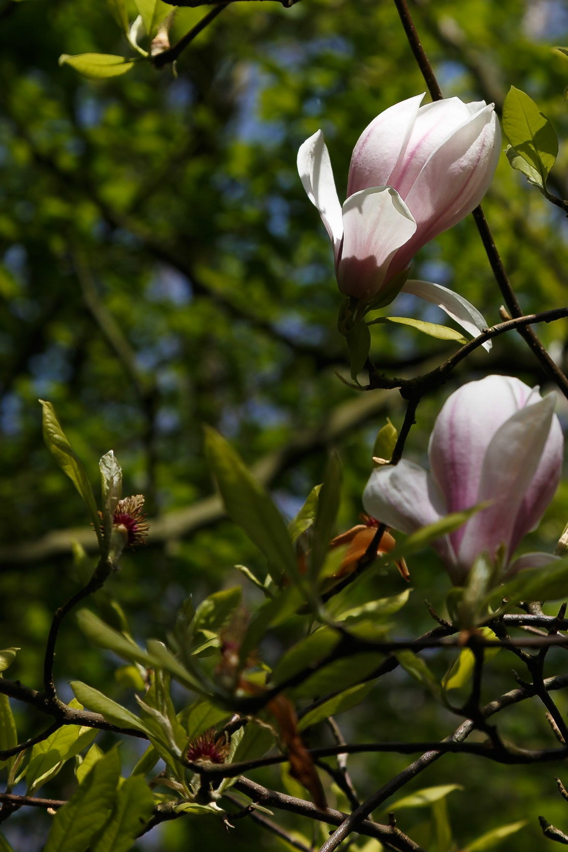 Lisse, South Holland, Netherlands [Apr 2025]