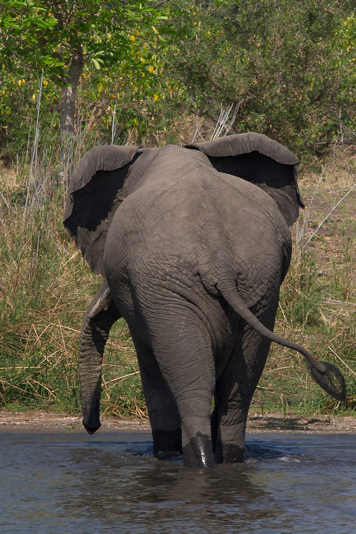 Liwonde, Southern Region, Malawi [Aug 2016]