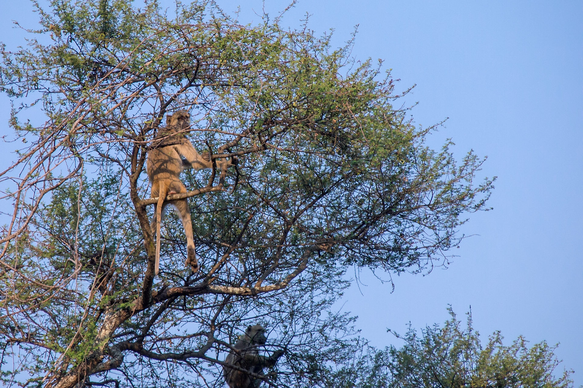 Majete Wildlife Reserve, Southern Region, Malawi [Aug 2016]