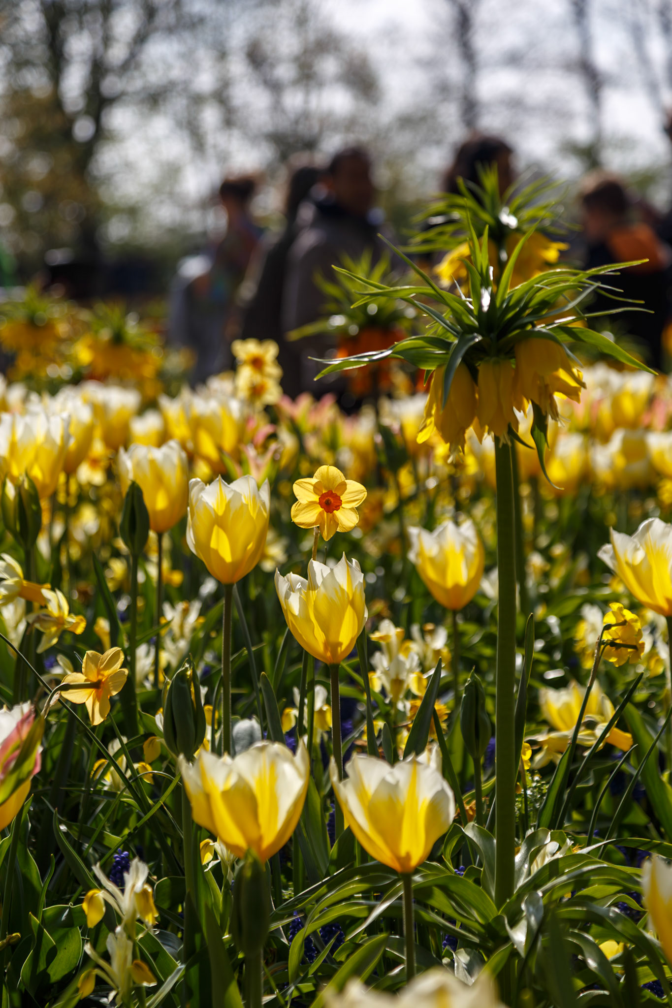 Lisse, South Holland, Netherlands [Apr 2025]