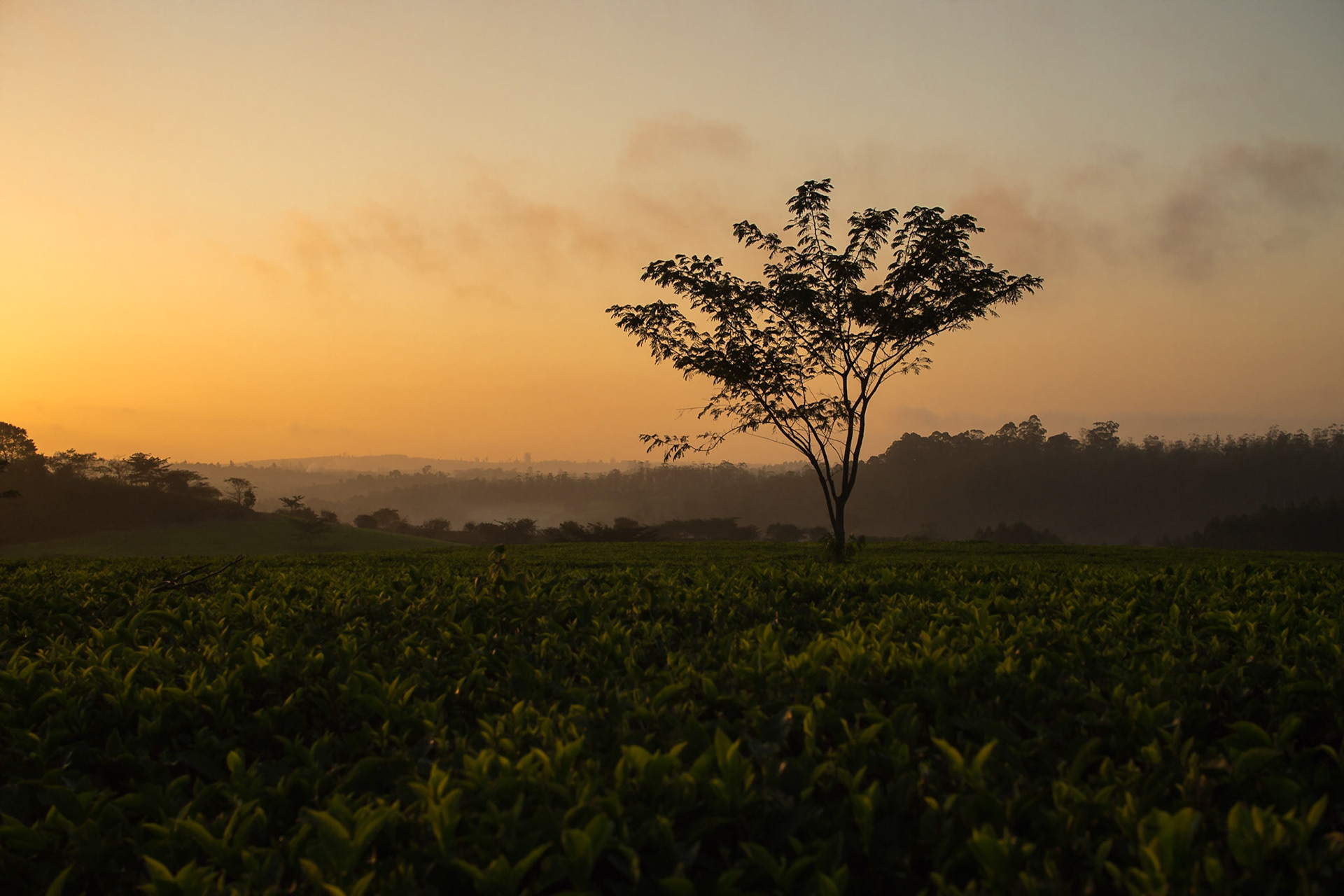 Thyolo, Southern Region, Malawi [Aug 2016]