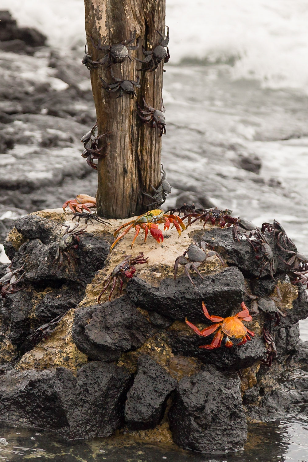 Isabela Canton, Galápagos, Ecuador [Mar 2022]