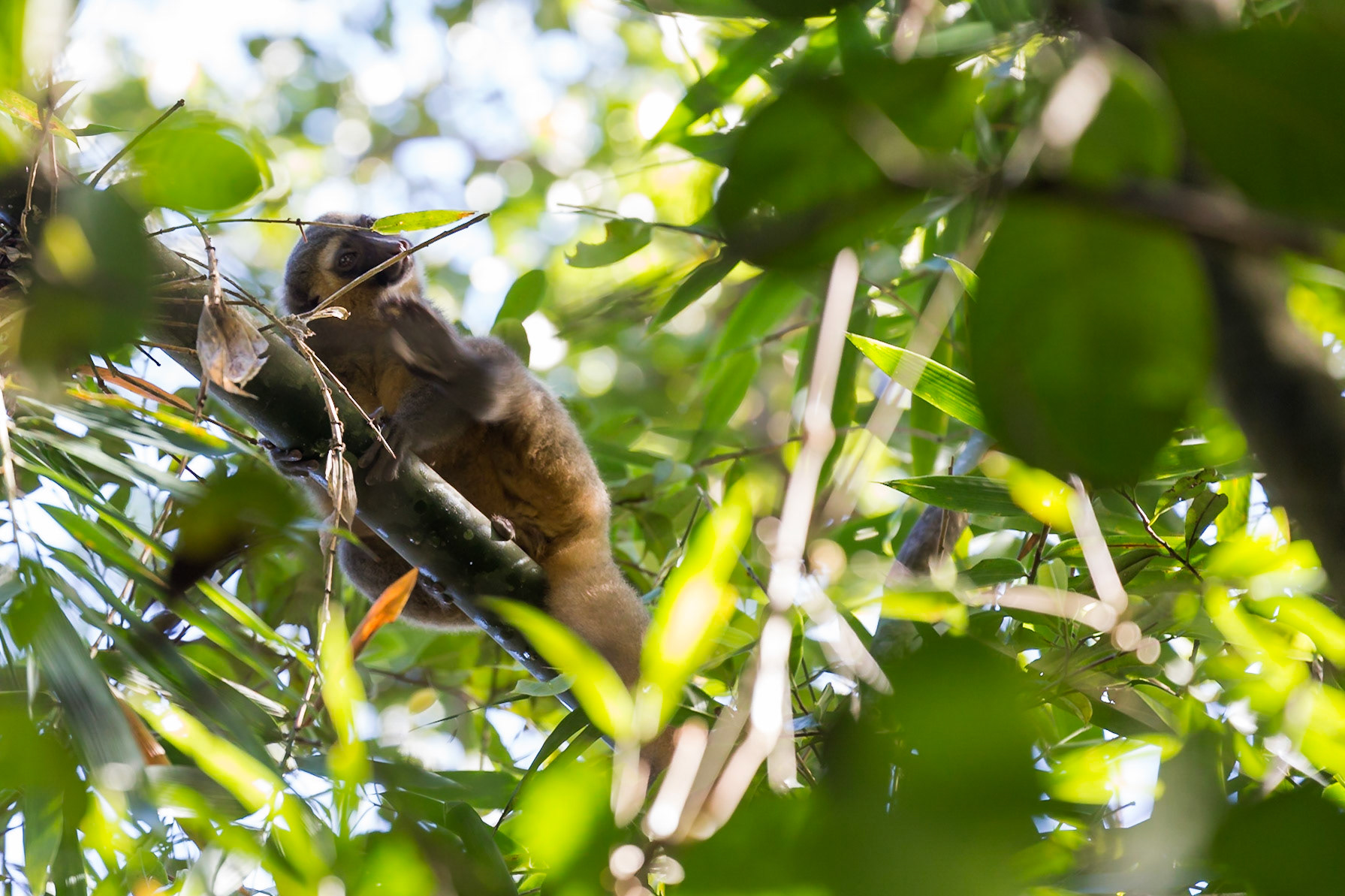 Ranomafana, Vatovavy, Madagascar [Apr 2019]