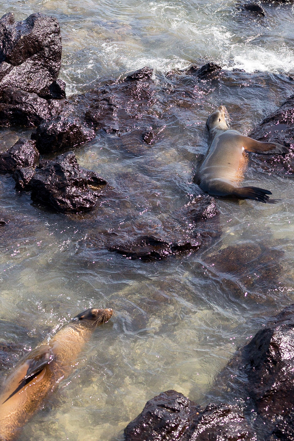 San Cristóbal Canton, Galápagos, Ecuador [Mar 2022]
