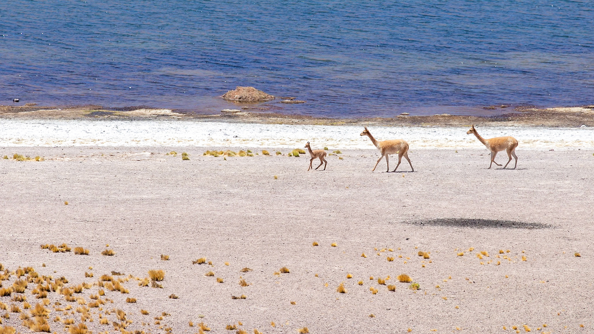 San Pedro de Atacama, Antofagasta, Chile [Jan 2024]